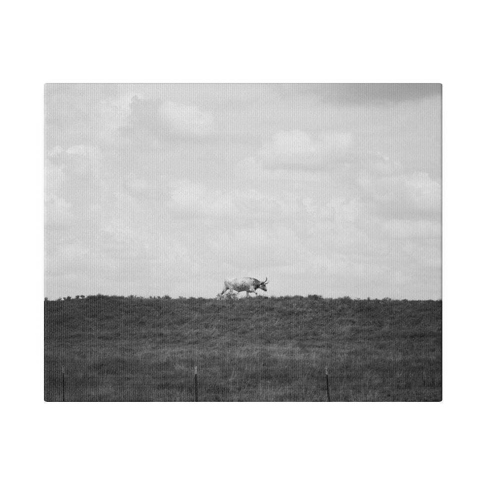 Thumbnail: Black & White Lone Longhorn Cow on a Hill Matte Canvas Stretched