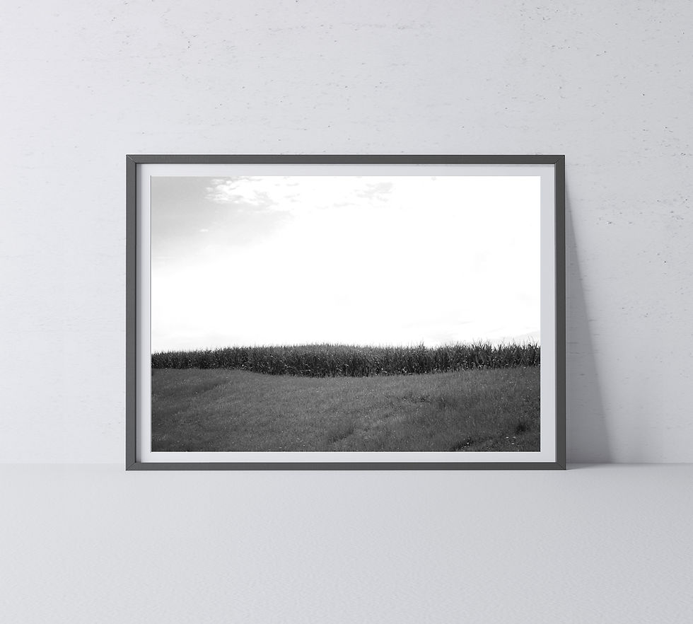 Thumbnail: Black & White Edge of a Cornfield Under a Blue Cloudy Sky Photography Print
