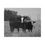 Thumbnail: Black & White Cow with Her Calf Matte Canvas Stretched