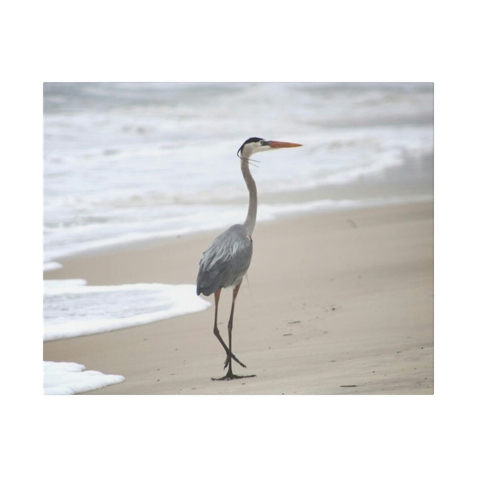 Thumbnail: Heron Walking  on the Beach Color  Matte Canvas Stretched
