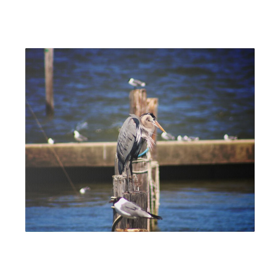 Thumbnail: Heron on a Post at the Marina Color Matte Canvas Stretched
