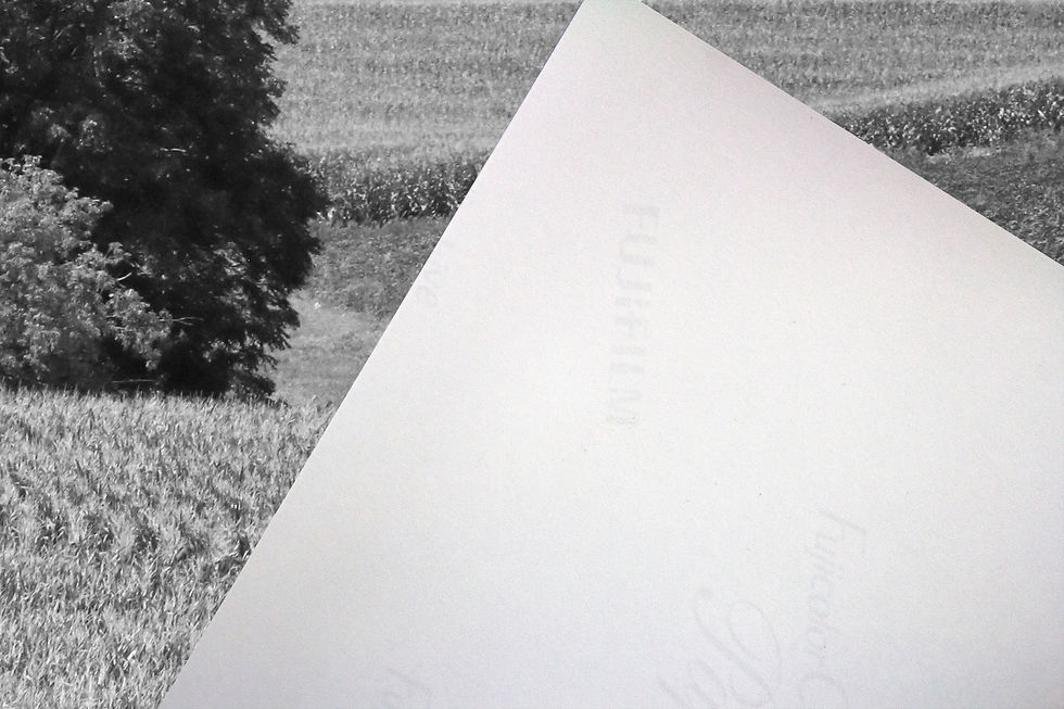 Thumbnail: Black & White Large Tree in a Rural Cornfield Photography Print