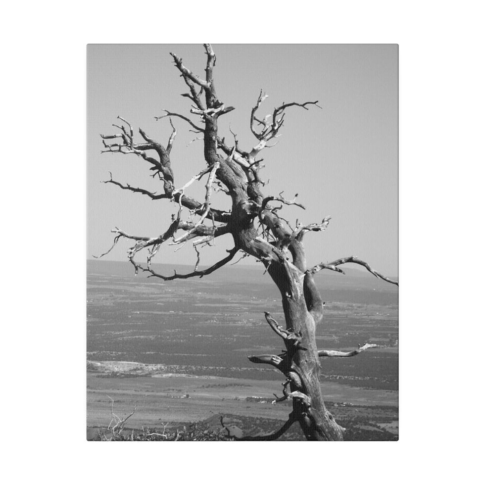 Thumbnail: Black & White Burned Juniper Tree in Mesa Verde Matte Canvas Stretched
