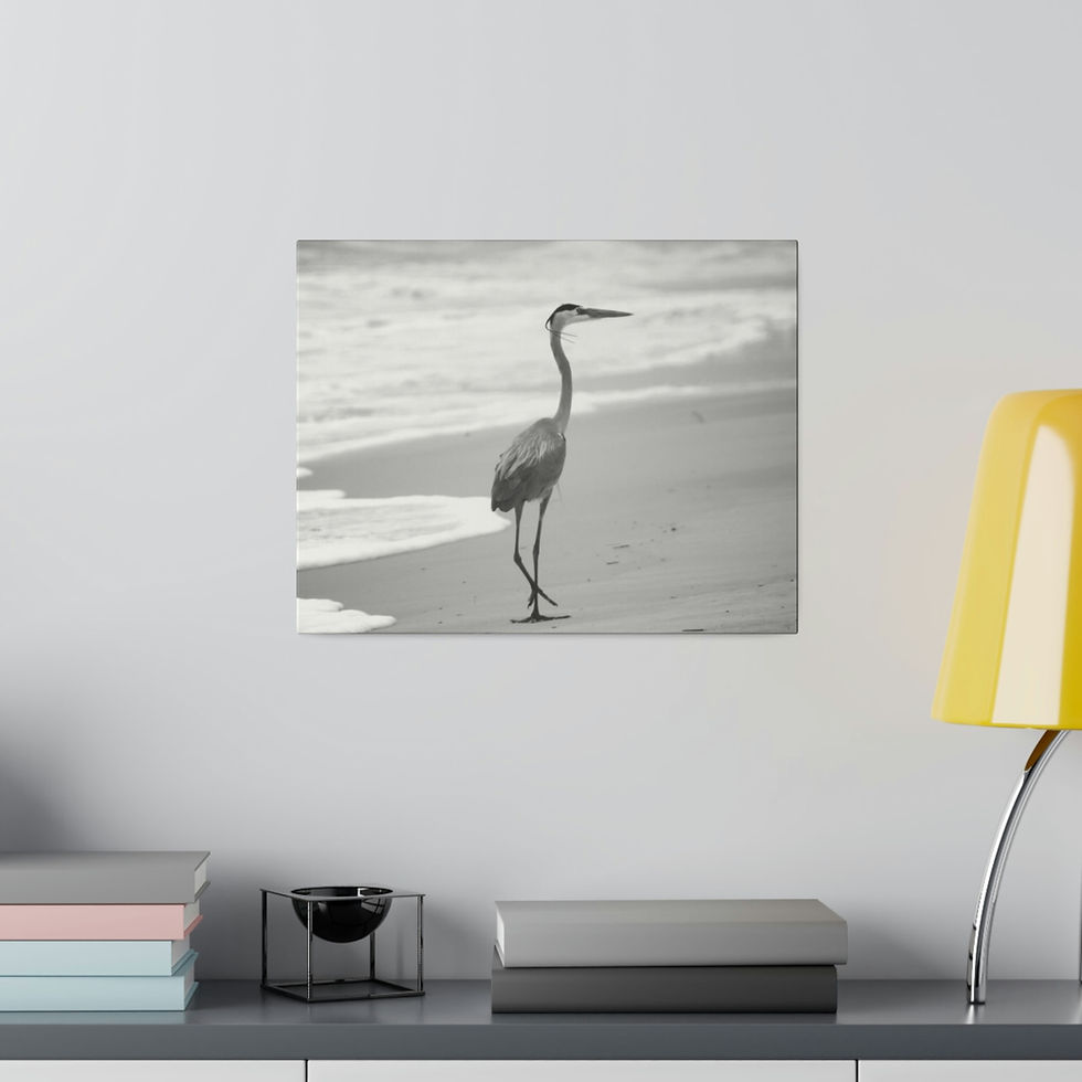 Thumbnail: Black & White Heron Walking  on the Beach Matte Canvas Stretched