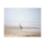 Thumbnail: Heron on the Foggy Beach Color Matte Canvas Stretched