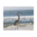 Thumbnail: Heron in Front of the Ocean Waves Full Length Color Matte Canvas Stretched