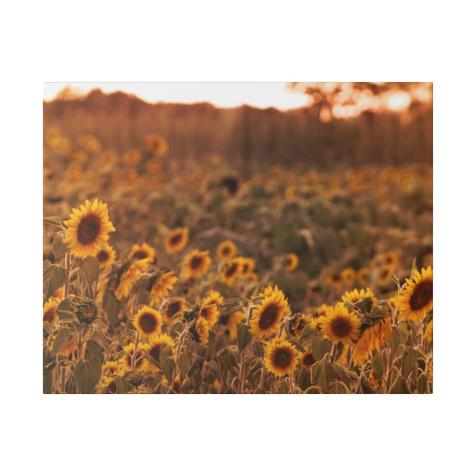 Thumbnail: Sunflower Sunset in a Rural Field Color Matte Canvas Stretched
