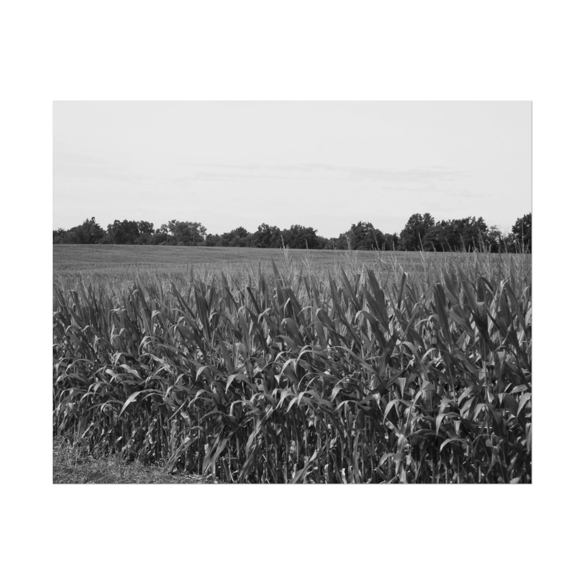 Black & White Cornstalks in a Rural Midwest Farm Field Photography Poster Print