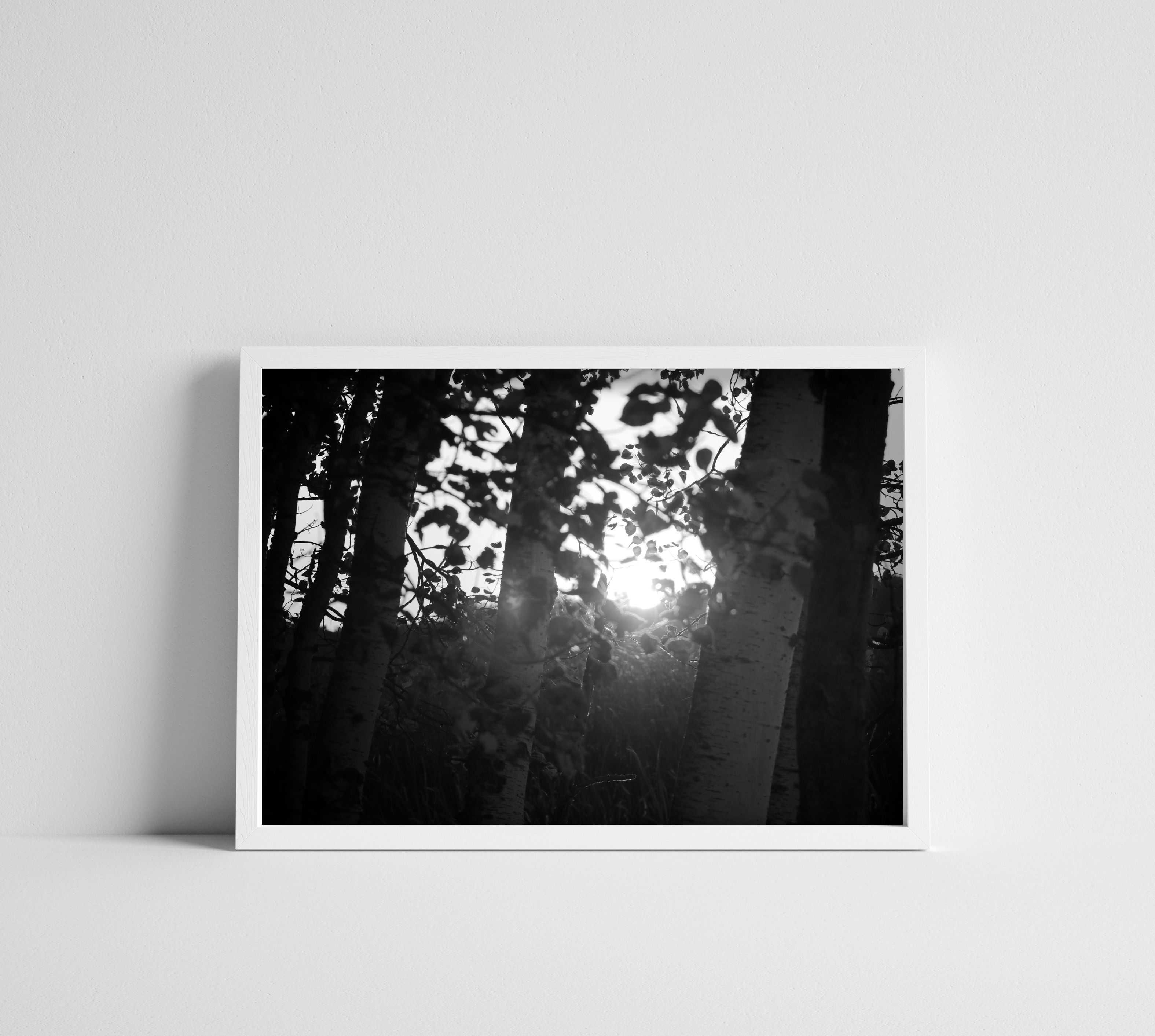 Black & White Sun Through the Birch Trees Photographic Print Wall Art