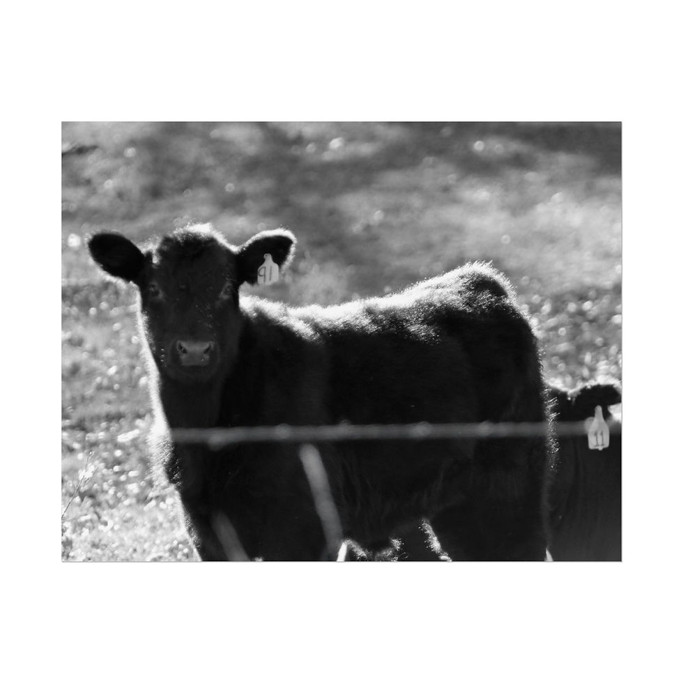 Thumbnail: Black & White Young Cow in Field Photography Poster Print