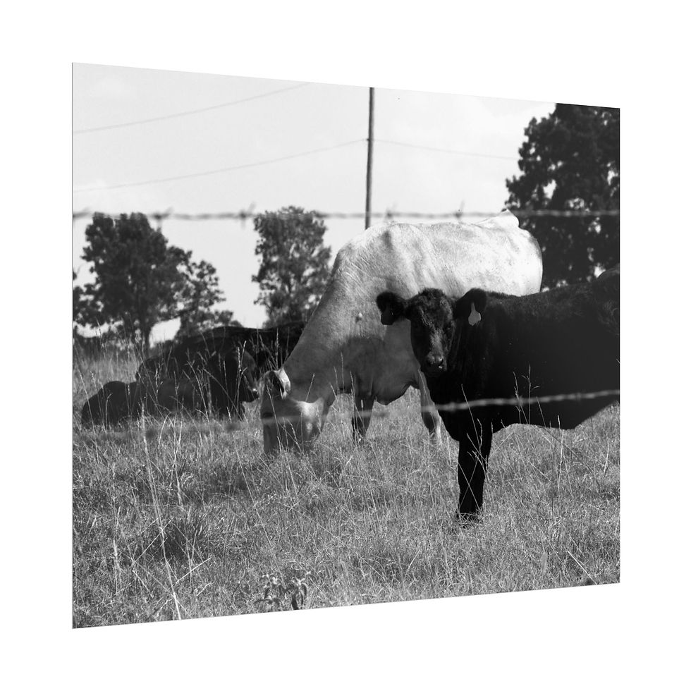 Thumbnail: Black & White Cows Grazing Behind a Barbed Wire Fence Photography Poster Print