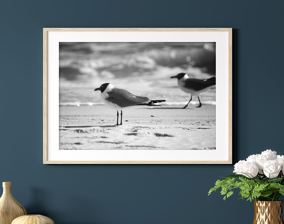 Thumbnail: Black & White Pair of Bonaparte's Gull Seagulls Photography Print
