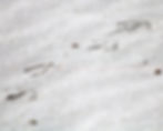 Thumbnail: Heron Footprints in the Sand Color Matte Canvas Stretched