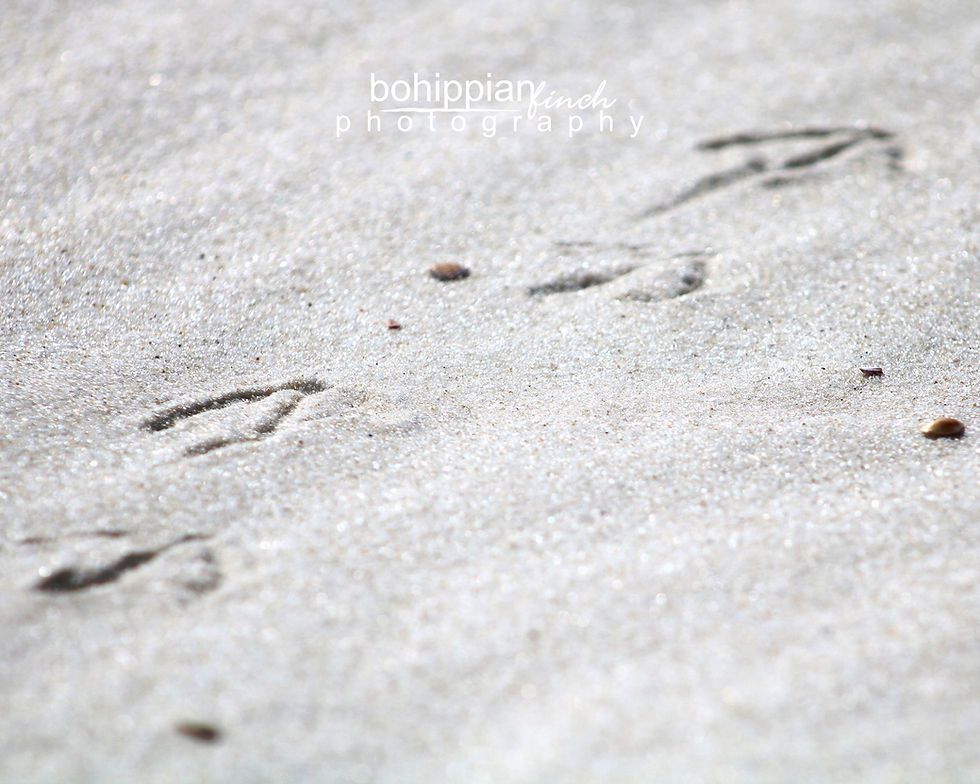 Thumbnail: Heron Footprints in the Sand Color Matte Canvas Stretched