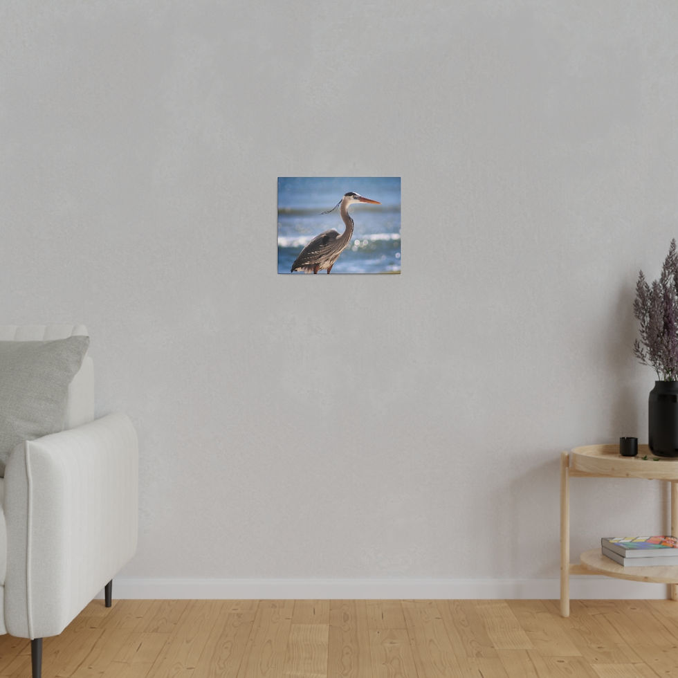 Thumbnail: Heron in Front of the Ocean Waves Close-Up Color Matte Canvas Stretched