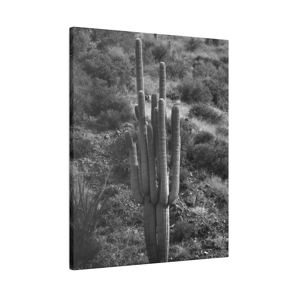 Thumbnail: Black & White Saguaro Cactus in the Summer Matte Canvas Stretched