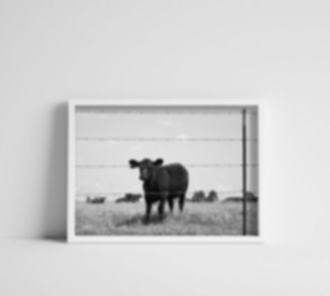 Black & White Small Calf Behind Barbed Wire Fence Photography Print