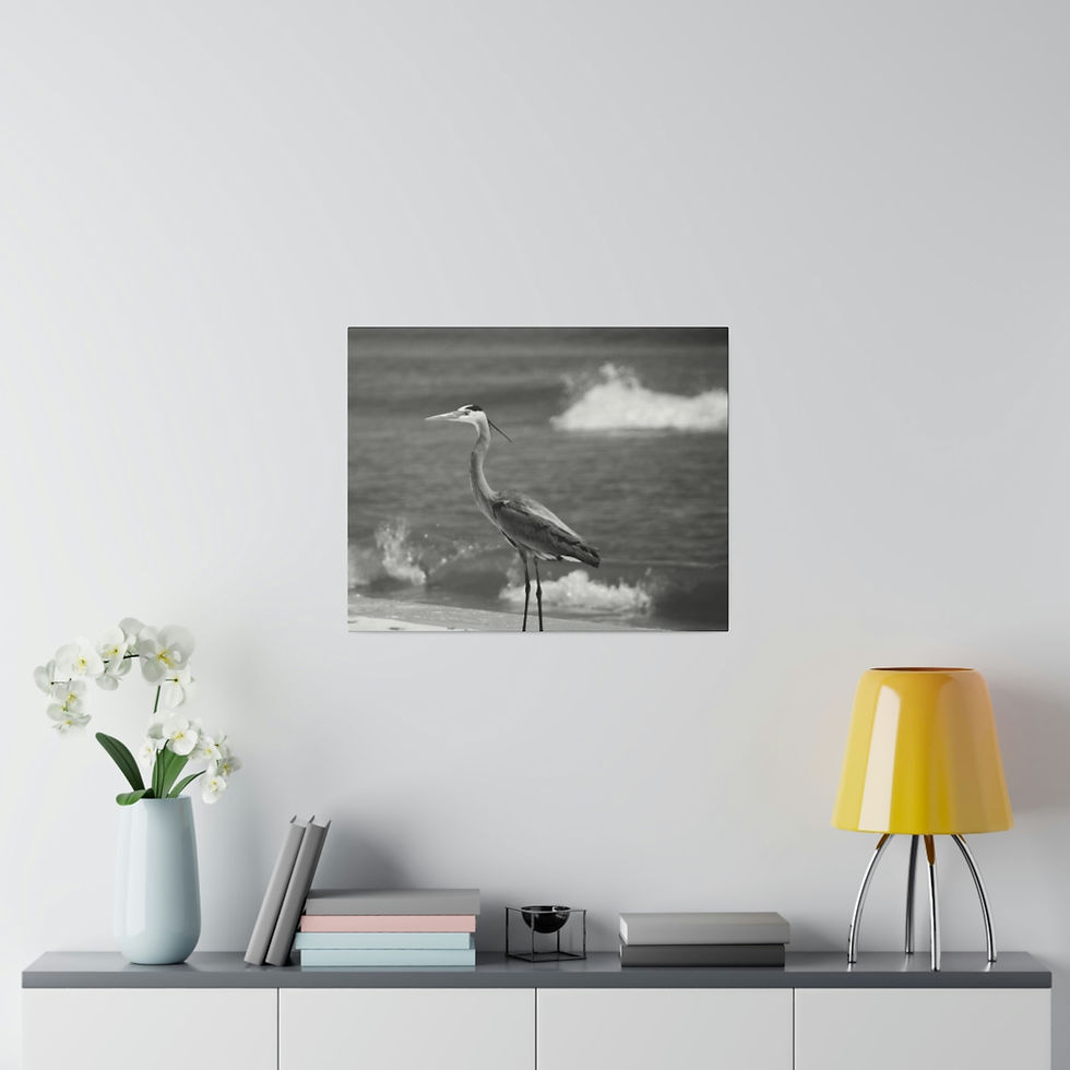Thumbnail: Black & White Heron on Beach with Ocean Waves in Background Matte Canvas