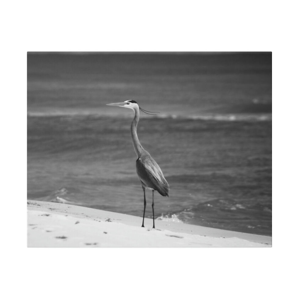 Thumbnail: Black & White Heron on the Beach Looking  Away Side View Matte Canvas Stretched
