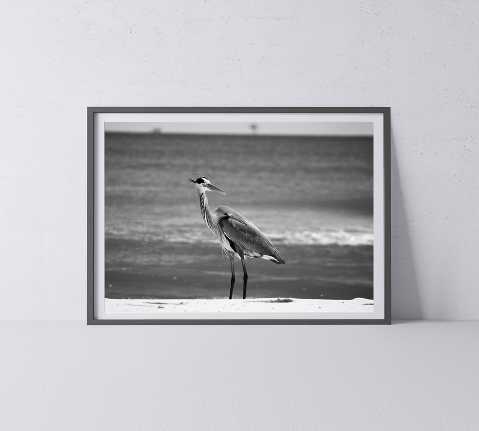 Thumbnail: Black & White Heron on the Beach Shaking Head Photography Print