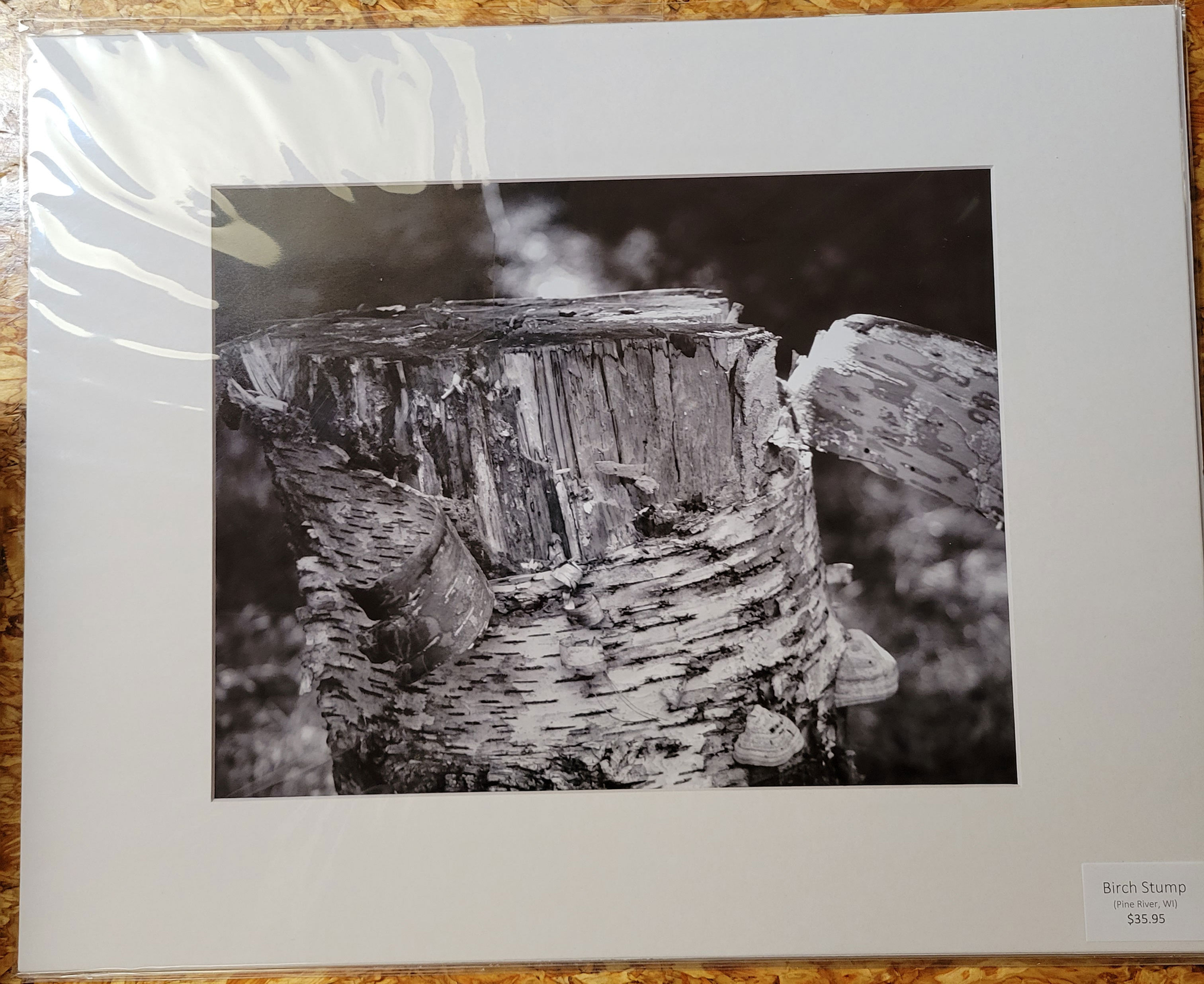 Black & White Birch Stump in the Woods 11x14 Matted Photography
