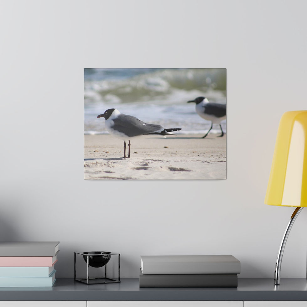 Thumbnail: Pair of Bonaparte's Gull Seagulls on the Beach Color Matte Canvas Stretched