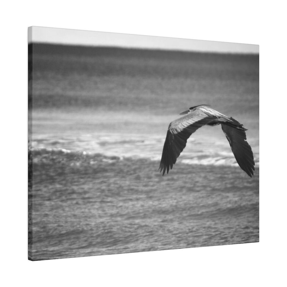 Thumbnail: Black & White Heron in Flight Over the Ocean Matte Canvas Stretched