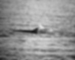 Thumbnail: Black & White Pair of Dolphins Swimming in the Ocean Matte Canvas Stretched