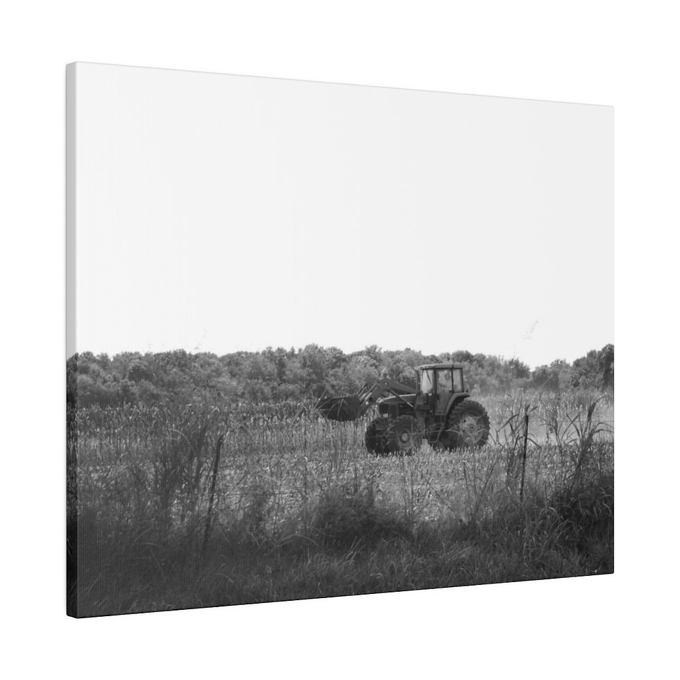 Black & White Working in the Cornfield Matte Canvas Stretched