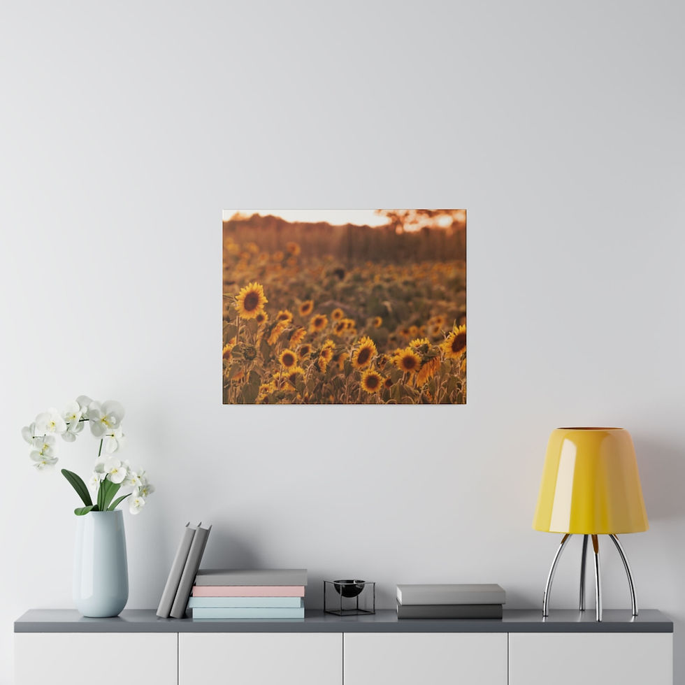 Thumbnail: Sunflower Sunset in a Rural Field Color Matte Canvas Stretched