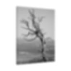 Thumbnail: Black & White Burned Juniper Tree in Mesa Verde Matte Canvas Stretched