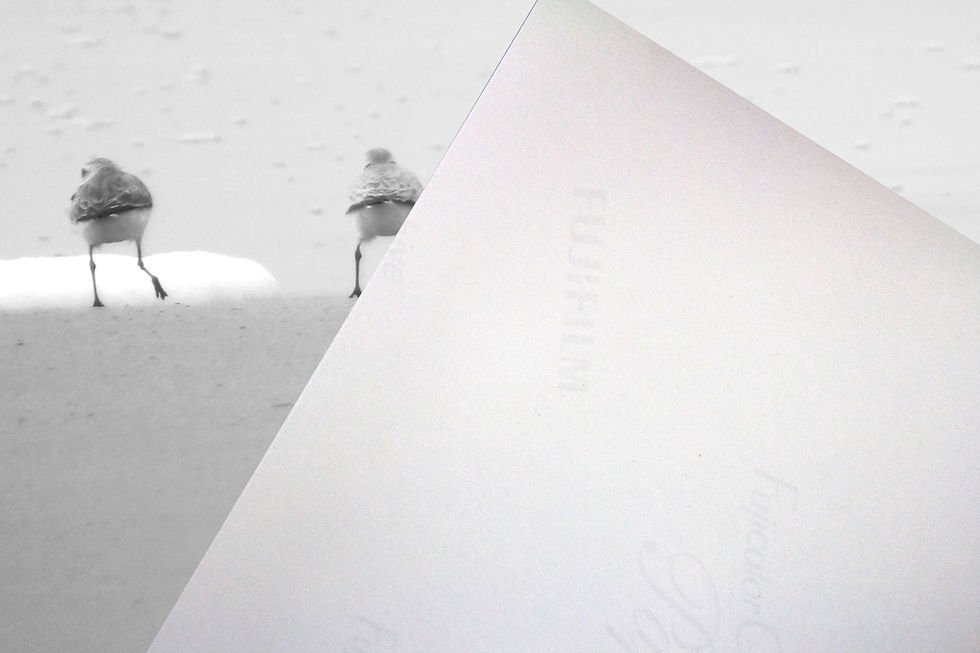 Thumbnail: Black & White Sanderlings Standing on the Beach Photographic Print