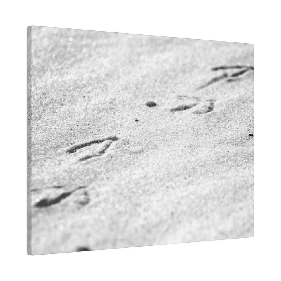 Thumbnail: Black & White Heron Footprints in the Sand Matte Canvas Stretched