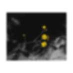 Thumbnail: Yellow Wildflowers Under a Tree Colored Black & White Photography Poster Print
