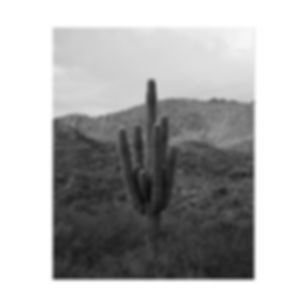 Black & White Big Saguaro Cactus in the Arizona Hills Photography Poster Print