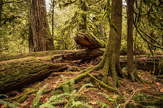 CFLAWS-coasters--6.jpg