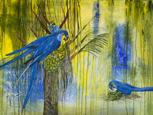 De skønne blå papegøjer er en fryd for øjet, når de suser omkring eller roligt vader få meter fra een