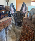 Stella