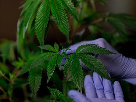 AKERNA FLASH REPORT: DATA SHOWS WOMEN CONTINUING TO GAIN MARKET SHARE OF CANNABIS SALES