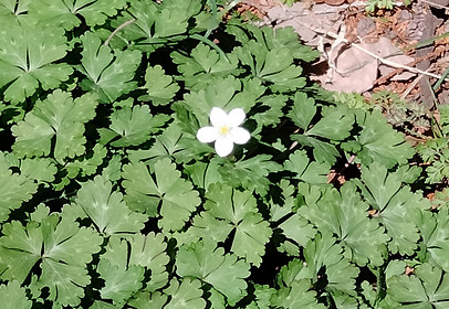 《巨匠之森》里的二花草已经开始开花了。