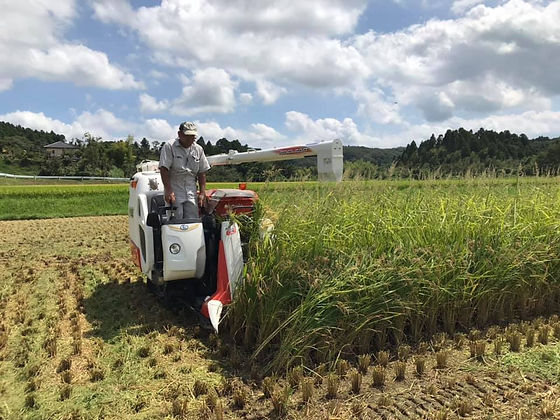 コシヒカリ 玄米 30kg 令和6年収穫 茨城県産コシヒカリ 玄米 30キロ 新米