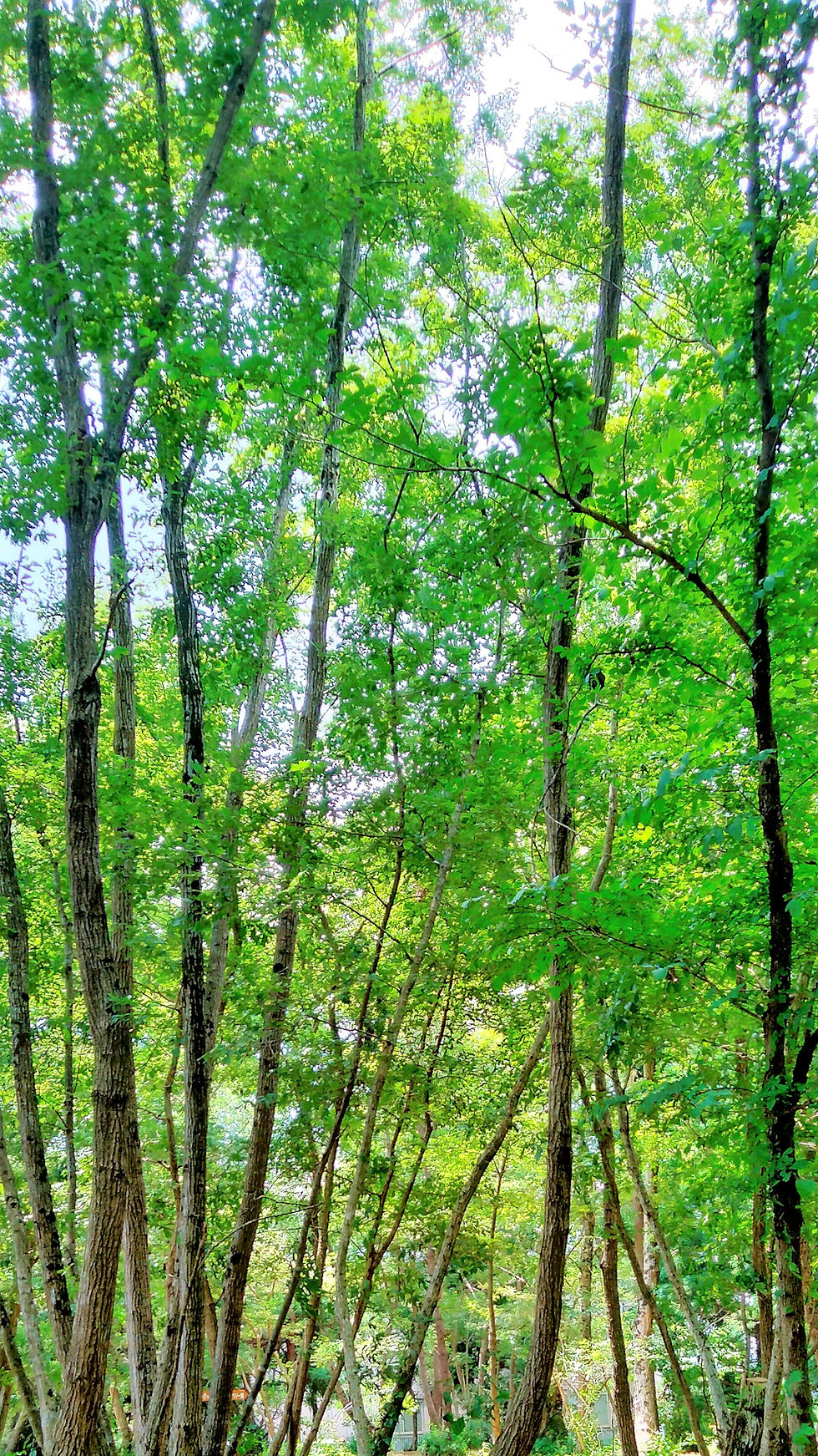 「森は、私たちを整える——くぬぎの憩いの森の一日」2025年7月24日(#森 #整える #深呼吸 #森林浴 #五感 #森のセラピー)