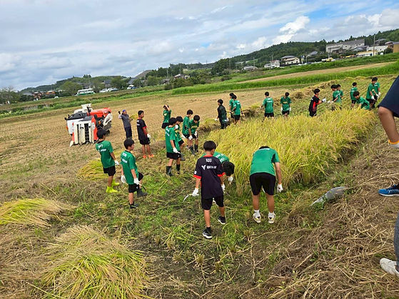 🌾稲刈り250922