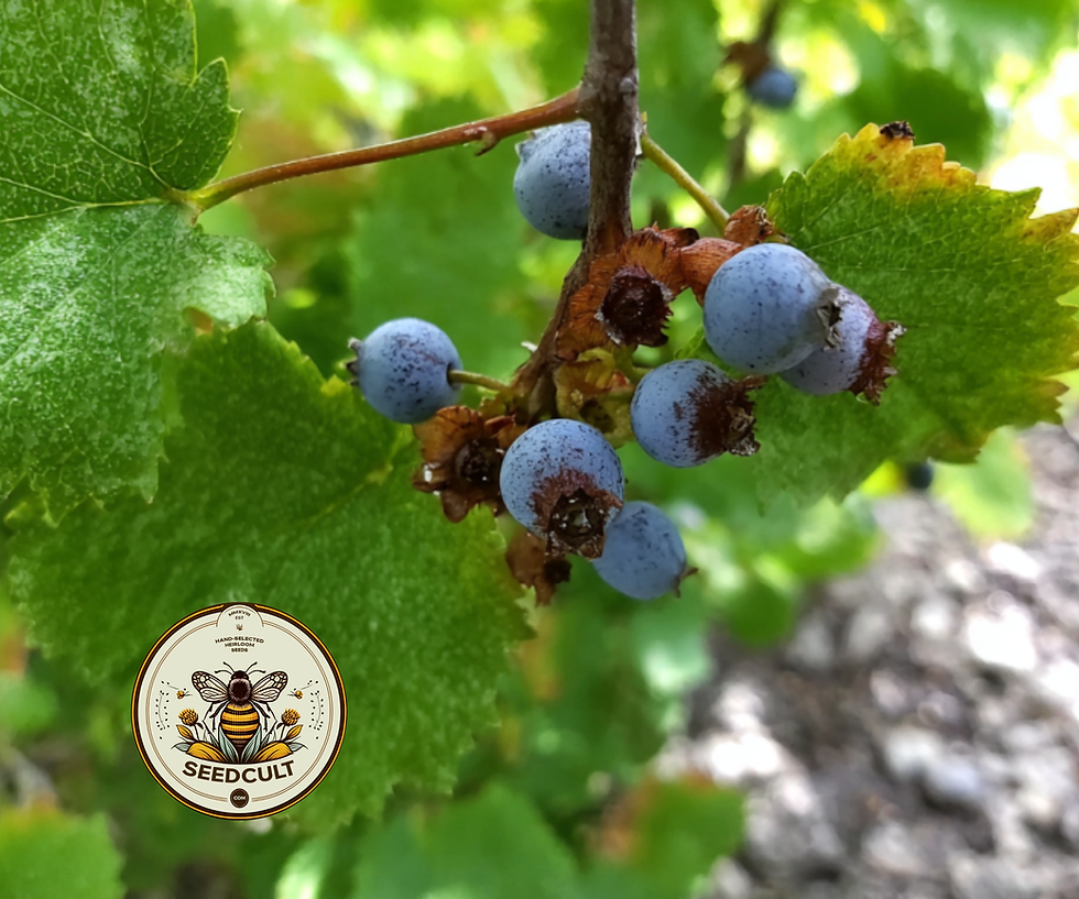 Miniatura: Native Pink Mountain Currant, Sierra Currant, US Native Plants, RB6025