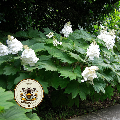 Oak Leaf Hydrangea Seeds, Hydrangea Quercifolia, H901C | Seedcult
