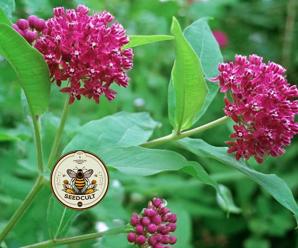 Miniaturbild: Organic Purple Milkweed Seeds, Asclepias Purpurascens, MW1610