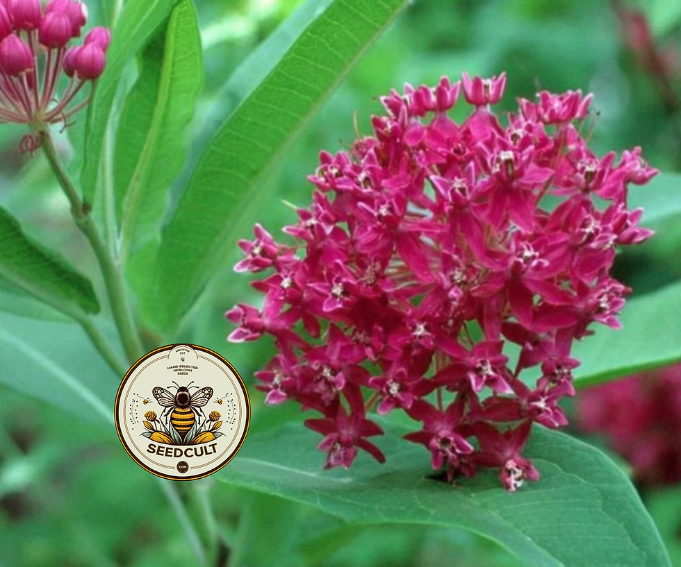 Miniaturbild: Organic Purple Milkweed Seeds, Asclepias Purpurascens, MW1610
