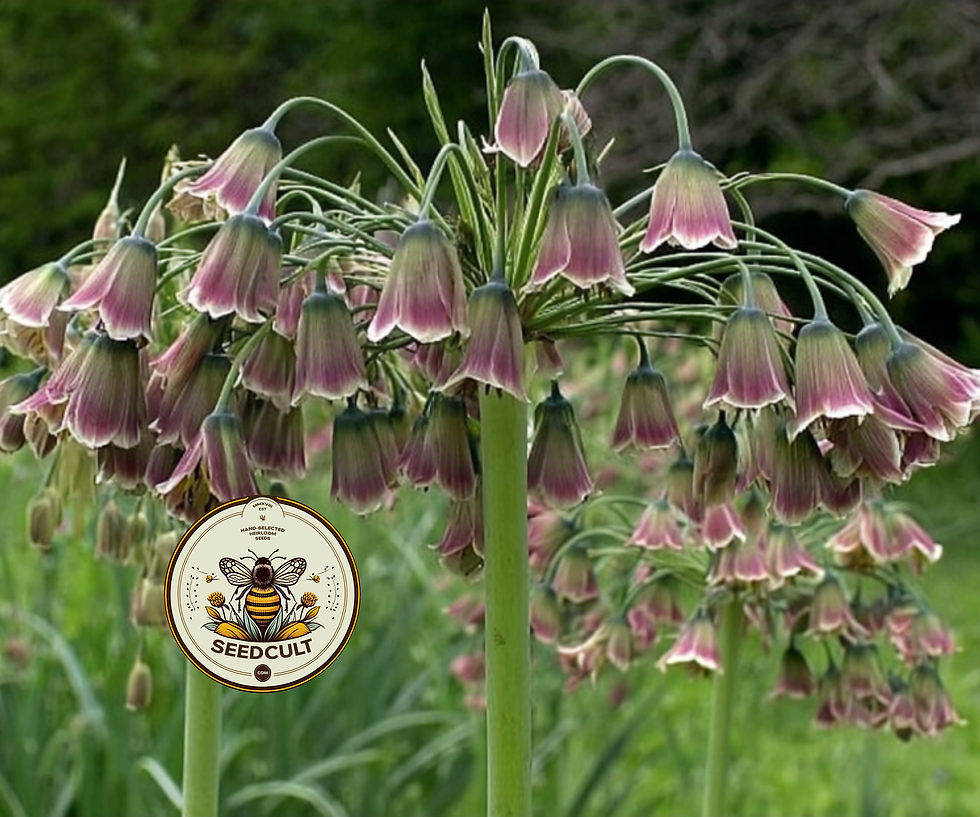 縮圖：5 Sicilian Honey Lily Seeds, Honey Garlic, Mediterranean Bells, Nectaroscordum S