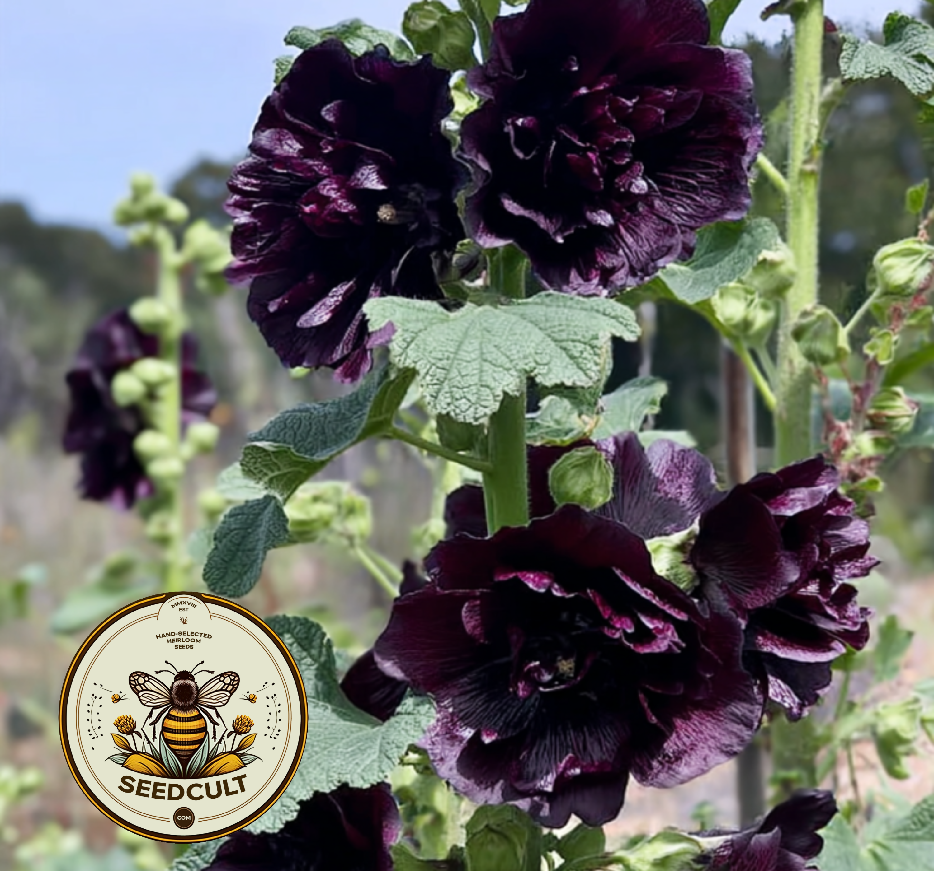 Double Black Hollyhock Seeds, Nigra Alcea Rosea AL9310