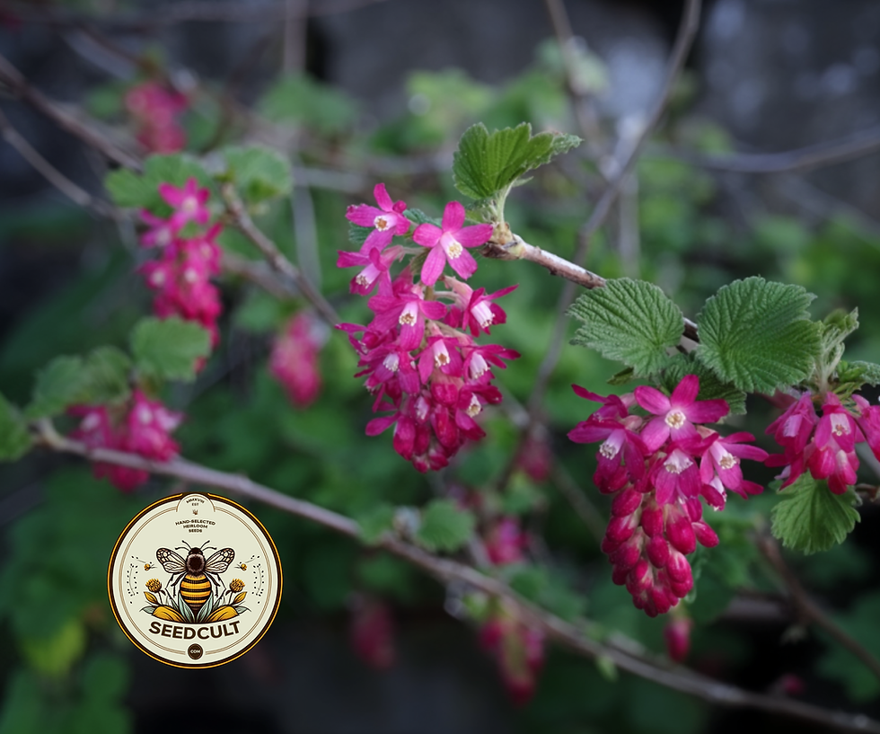 Miniatura: Native Pink Mountain Currant, Sierra Currant, US Native Plants, RB6025
